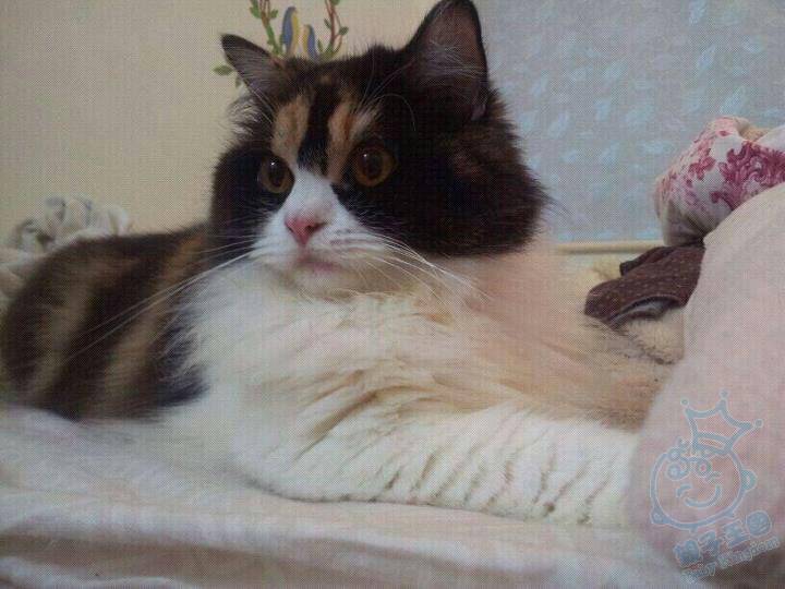 ▆ ▇ ★转贴自FB:混种安歌拉靓猫女(1岁以下)