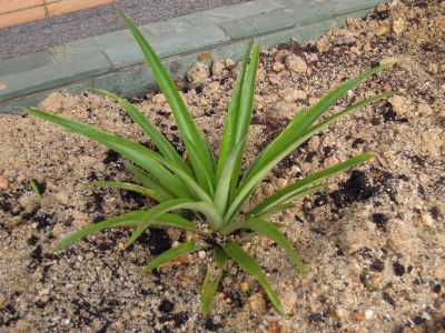 请问有冇人识种菠罗?thanks - 种植园地