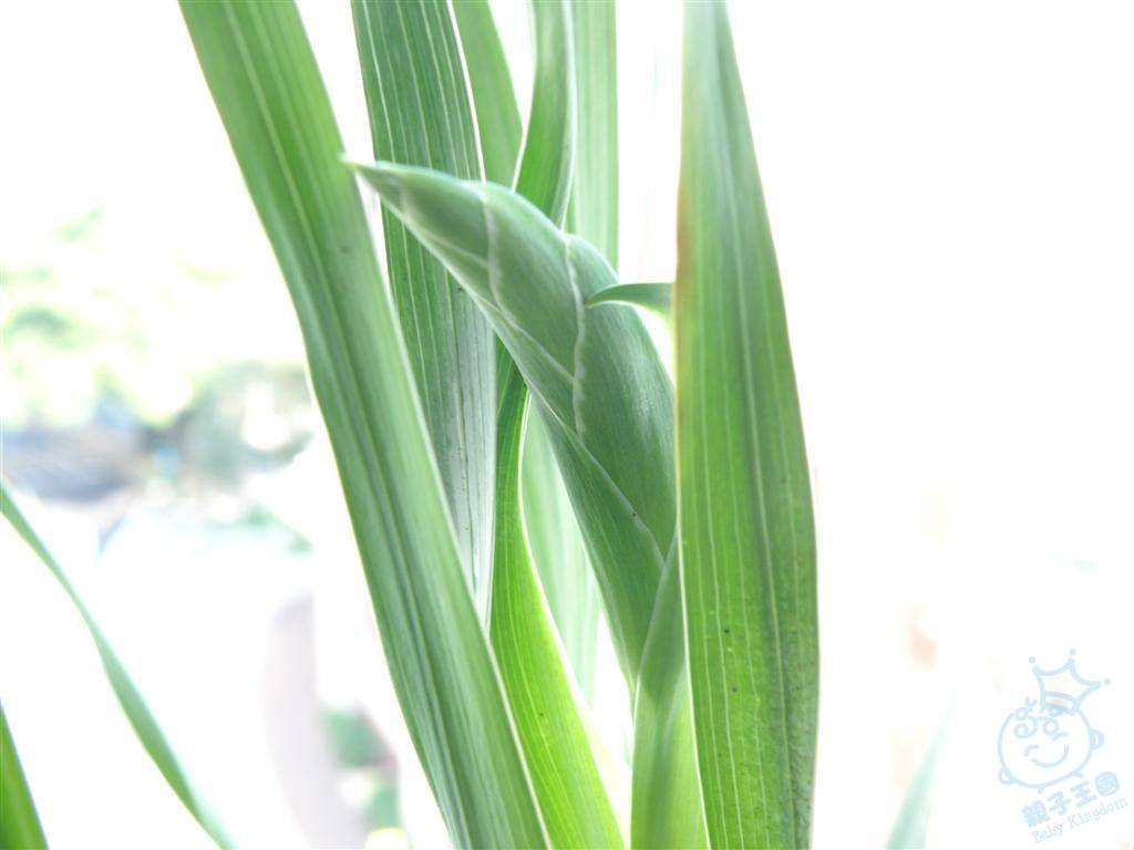 在日本100YEN店买的剑兰球开花了~种植纪录