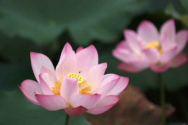 lotus-2307264_960_720