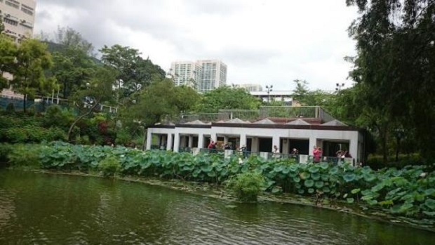 lotus01