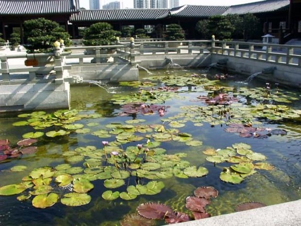 lotus02