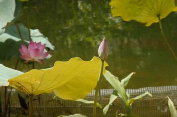 lotus03