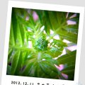萬壽菊
