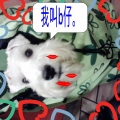 我的小狗史納沙b仔