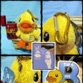 B.duck