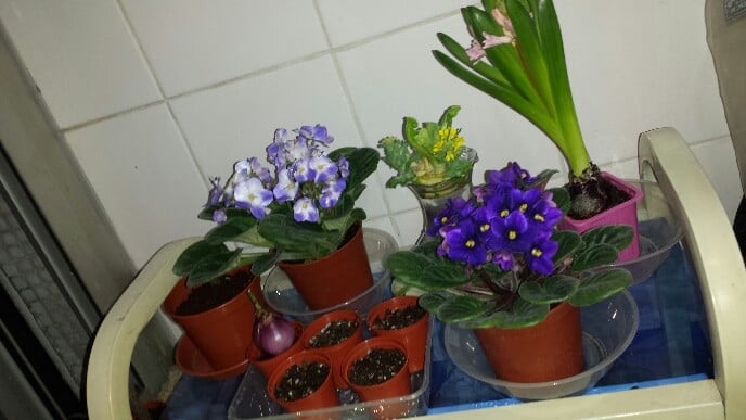 請教在公屋花槽種植問題 興趣嗜好 Baby Kingdom 親子王國香港討論區