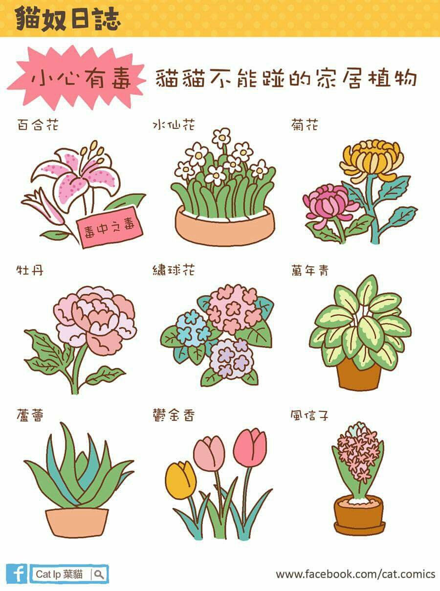 對貓貓安全的年花 自由講場 Baby Kingdom 親子王國香港討論區 對貓貓安全的年花 自由講場 Baby Kingdom 親子王國香港討論區