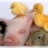 環球動物俱樂部